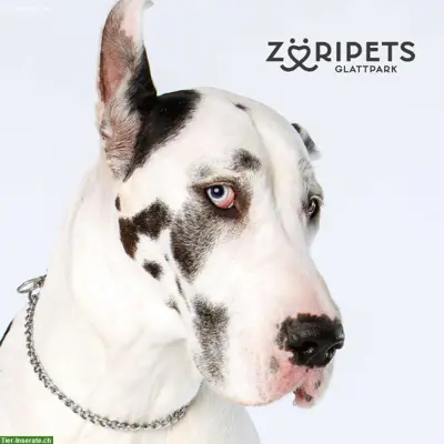 ZÜRIPETS® 24/7 Hundebetreuung, Hundepension, Hundetagesstätte