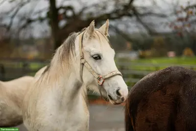 Welsh Pony Ruby, sensibles Beistellpony sucht Lebensplatz ans Futter