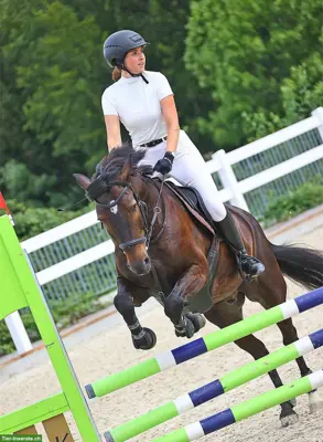 Biete Reitbeteiligung auf einem Connemara-Pony im Aargau