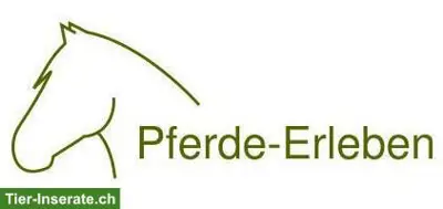 Pferdegestützte Interventionen & Reitunterricht