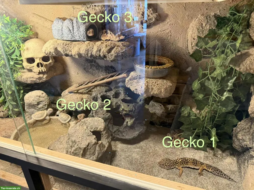 3 Leopardgeckos mit Terrarium & komplettem Zubehör