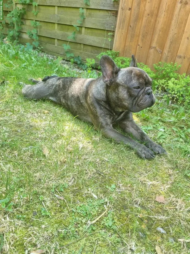French Bulldog Deckrüde, 4-jährig