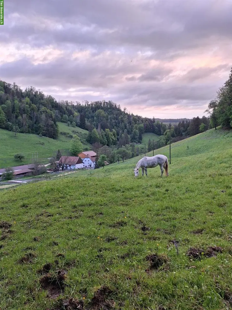 Pferde Offenstall / Altersweide, Kanton Jura