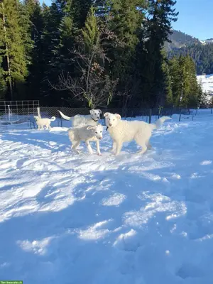 Maremmano Welpen, Maremmen-Abruzzen Schäferhund