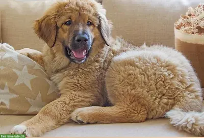 Hundesalon Mocca - Läufelfingen BL