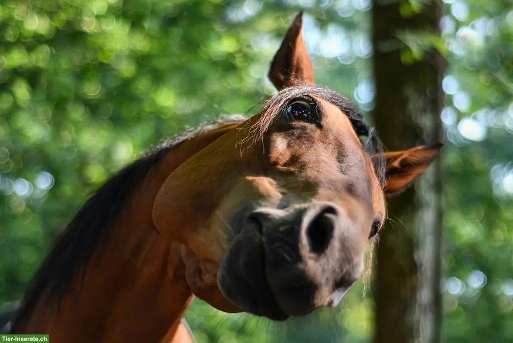 Pferd ans Futter gesucht