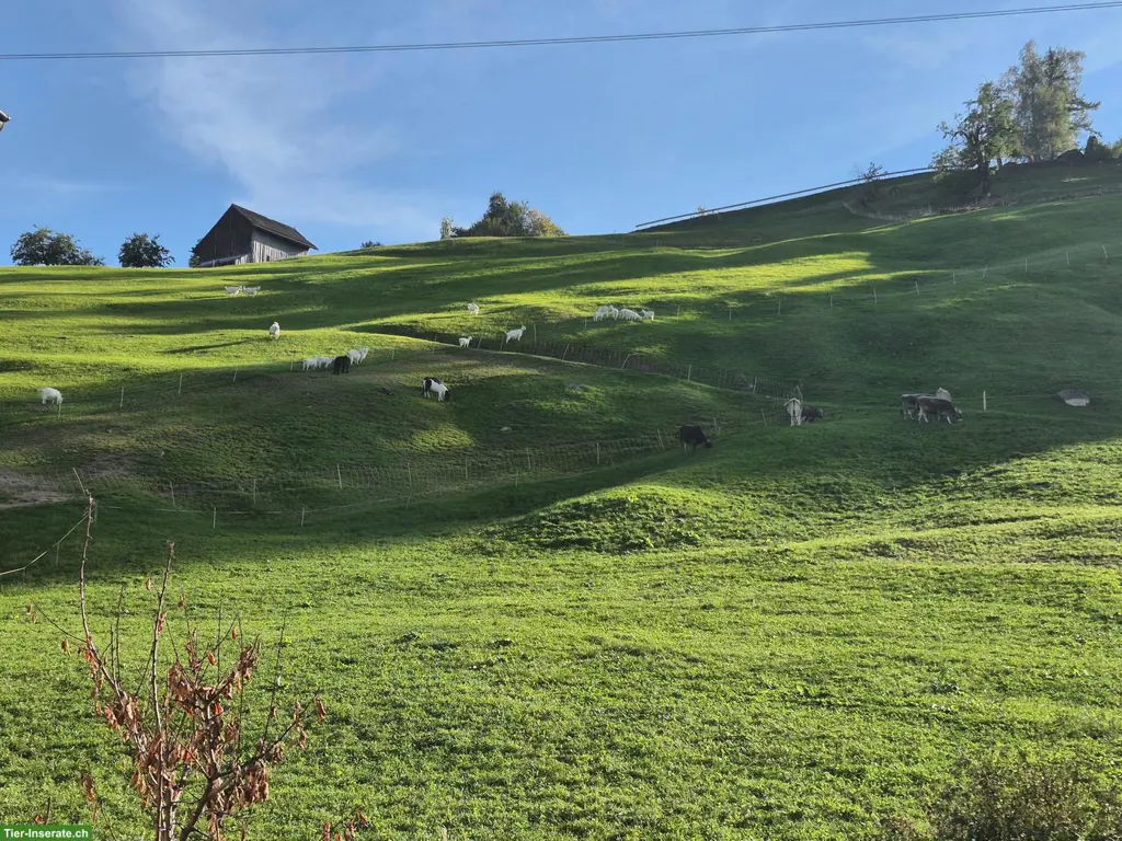 Appenzellerziege zu verkaufen