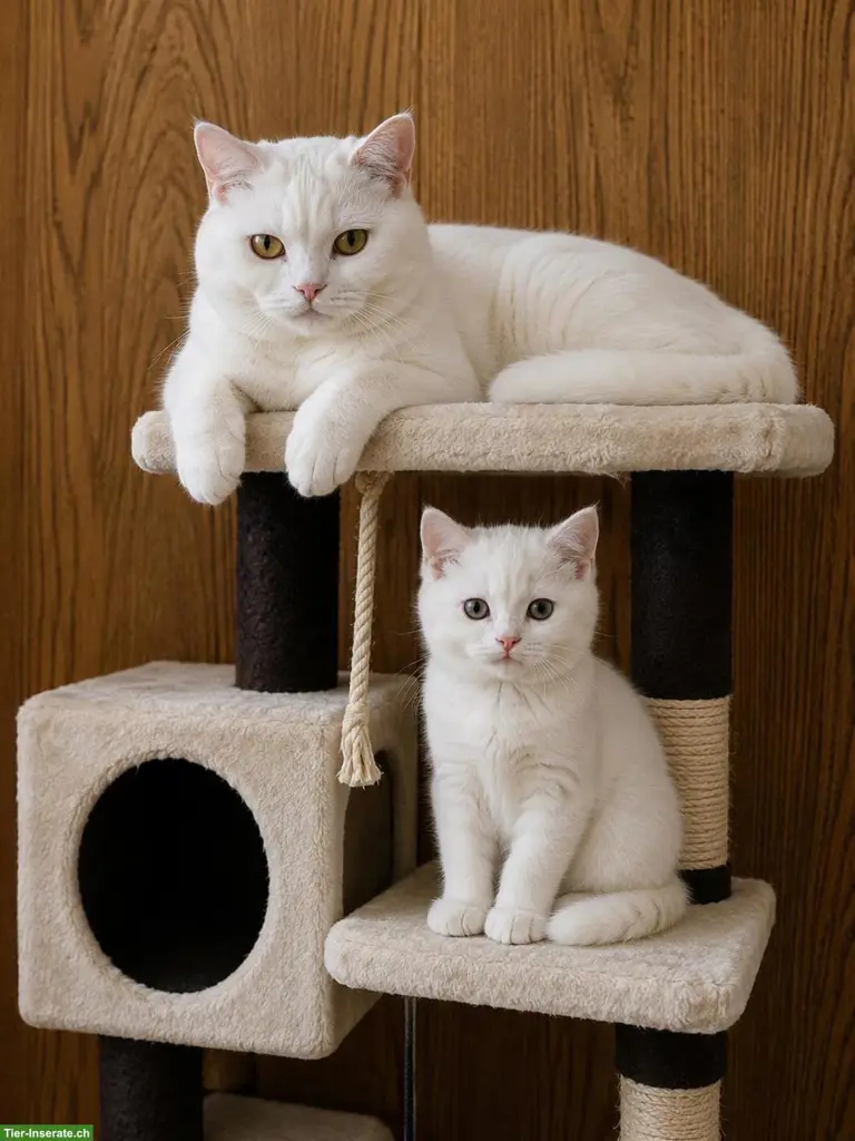 Kater Kurkum & Sohn Diddy suchen gemeinsam ein liebes Zuhause