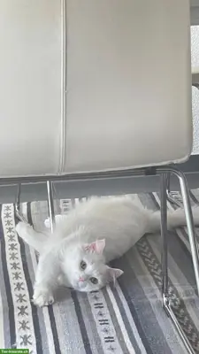 Suche Katzenbetreuung Raum Lenzburg