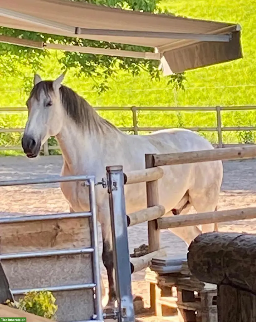 Reitbeteiligung für Lusitano in Siebnen SZ