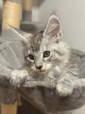 Maine Coon Kitten