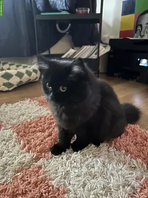 BKH Katze, 4 Monate alt zu verkaufen