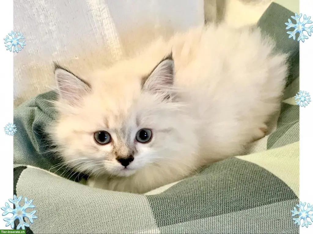 Wunderschöne Neva Masquarade Point Kitten suchen liebe Familie