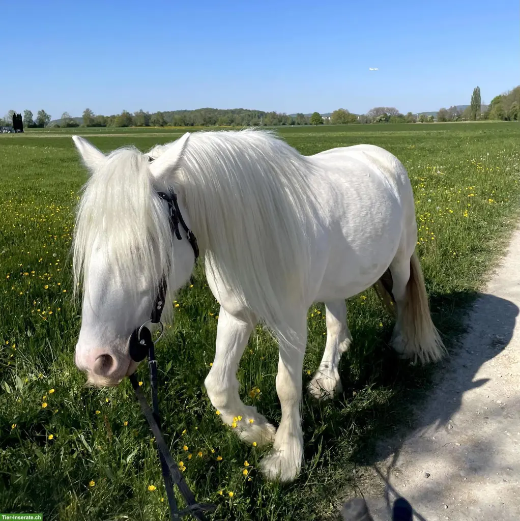 Herzenspony Mani sucht seine(n) neuen Menschen 🐴❤️