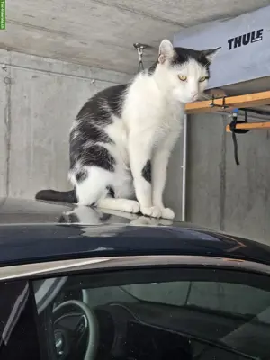 Hauskatze Fitou, sehr anhänglicher Kater