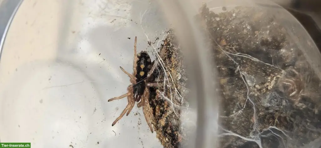 Nachzuchten exotischer Spinnen abzugeben