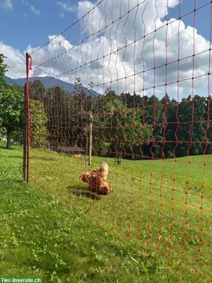 Hühnerzaun, Weidenetz 170cm hoch