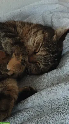 Parterrewohnung in Zürich mit Freigang für Katze gesucht