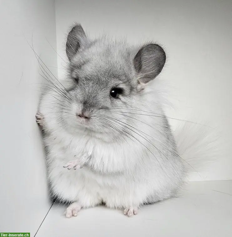 Chinchillas in Kurz- und Langhaar suchen neue Eltern