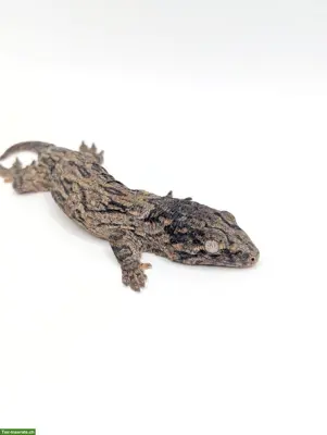Rhacodactylus leachianus Yate Bubba Line