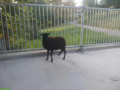Ouessant Lamm zu verkaufen