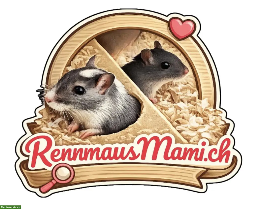 Rennmaus Aufnahme, Vergesellschaftung, Weitervermittlung