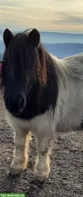 Shetlandpony Stute 8-jährig sucht Lebensplatz