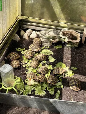 Griechische Landschildkröten Nachzucht 2026