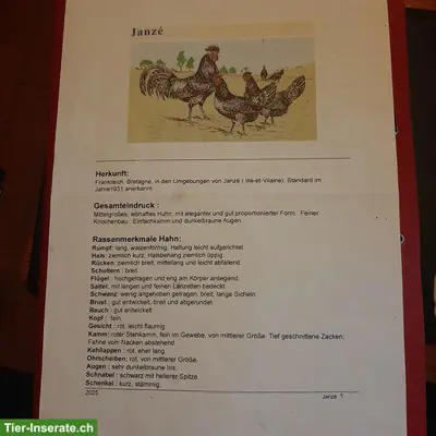 Schwarze Junghähne Janzé / Rasse Poule noire de Janzé