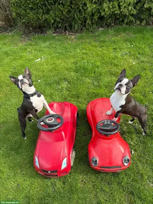 Boston Terrier Welpen, Rüden und Weibchen