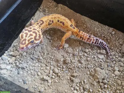 Leopardgecko Nachzuchten in diversen Morphen