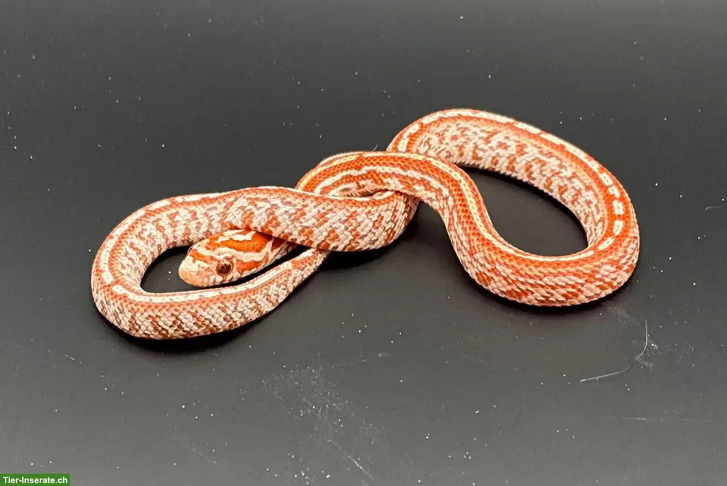 Kornnatter "Hypo Tessera" Jungtiere