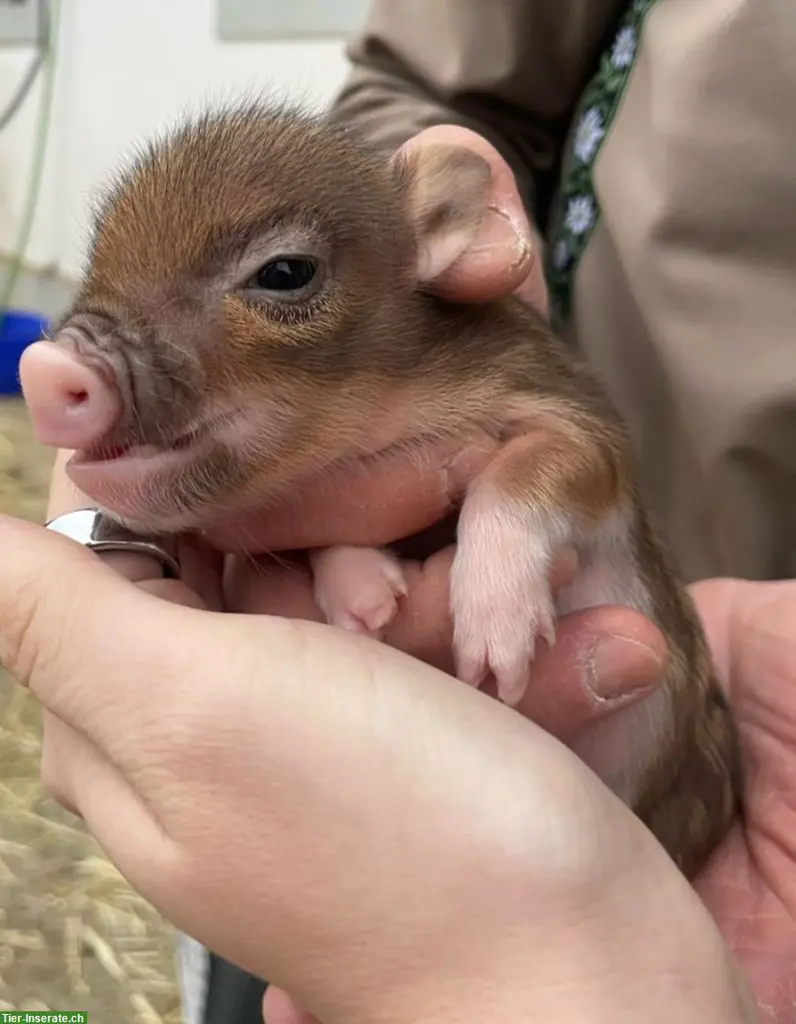 Junge Minipigs in verschiedenen Farben zu verkaufen