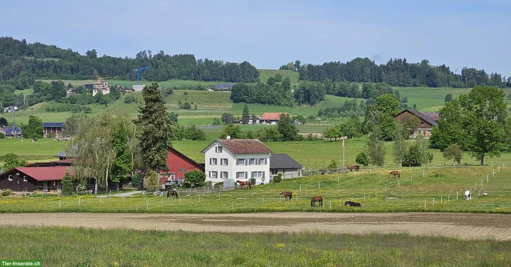 2 freie Pferdeboxen (nebeneinander) in Niederhelfenschwil SG
