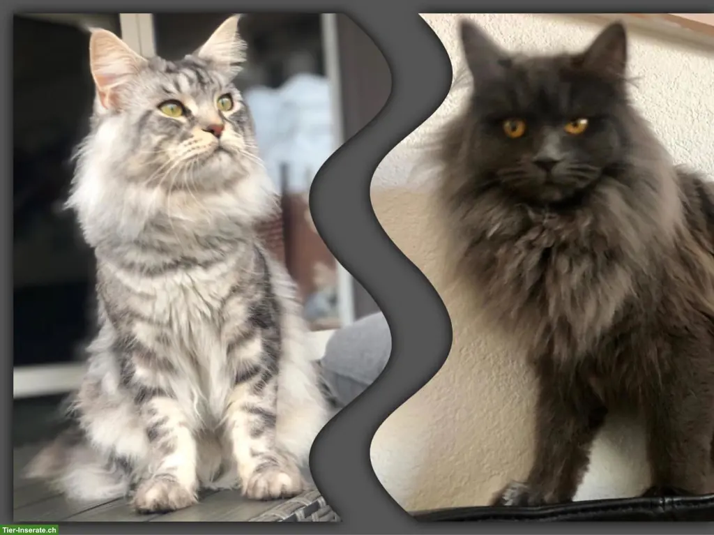2 Maine Coon Katzen, 7-jährig suchen ein neues Zuhause