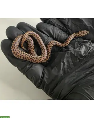 Antaresia maculosa NZ 2026 / Fleckenpython