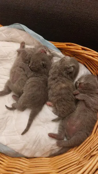 BKH Katzen Welpen vom Oktober 2026