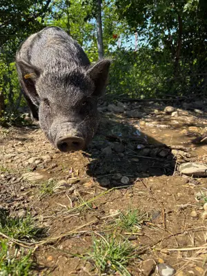 Zahme Minipigs
