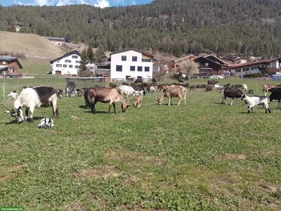 Ziegen mit Horn aus Biobetrieb zu verkaufen