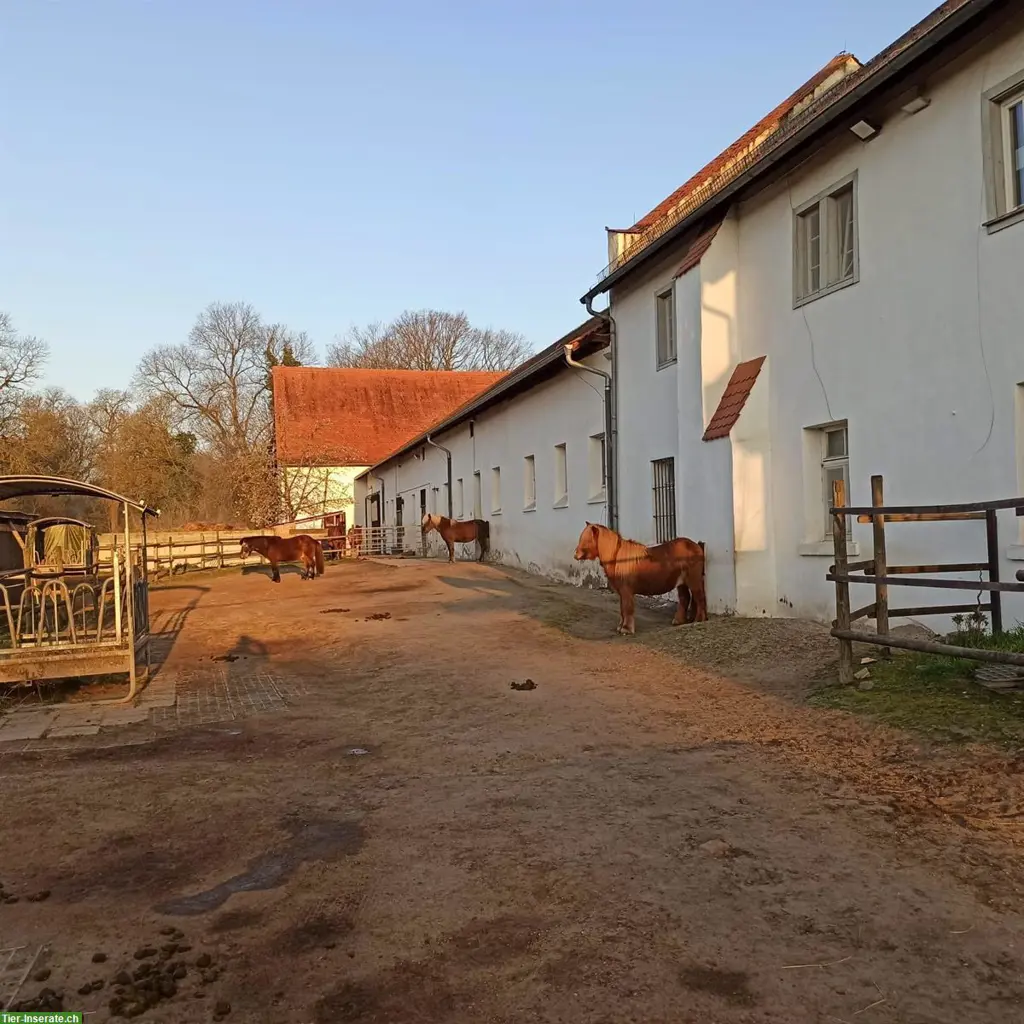 Offenstallplatz in Weiterstadt DE, Rehe und Asthma optimiert