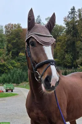 Reitbeteiligung gesucht für sportlichen Charmeur mit grossem Herz
