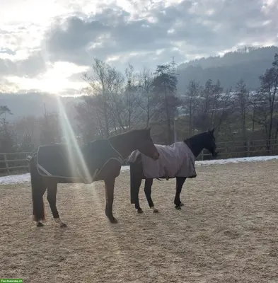 Reitbeteiligung auf Warmblut-Pferd in Gipf-Oberfrick