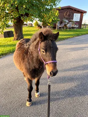 Herziger 6-jähriger Shetlandpony Wallach