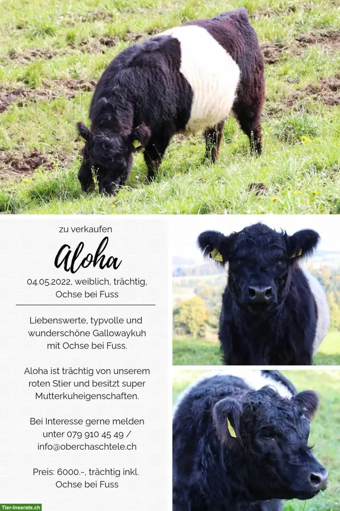 Galloway Kuh mit Kalb zu verkaufen