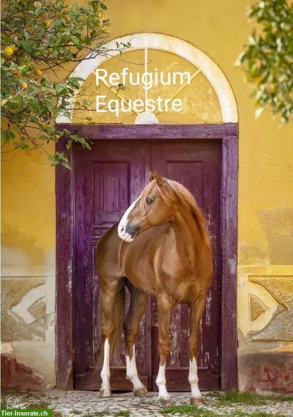Reitersitz verbessern, dem Pferd zuliebe...