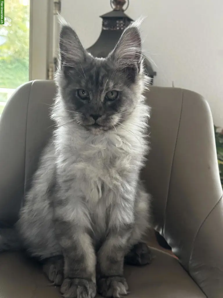 3 Maine Coon Black Smoke Kitten mit Stammbaum