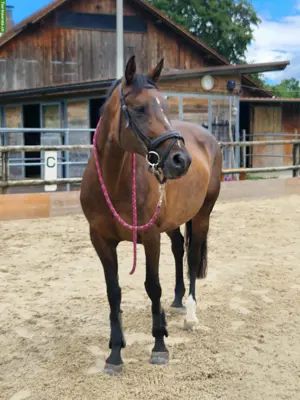 Schweizer Warmblut Stute, ein Freizeitpferd mit Herz