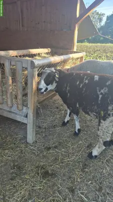 Schägge-Schafbock zu verkaufen