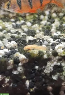 Antennenwelse, Blau & Gold (albino), zu verkaufen