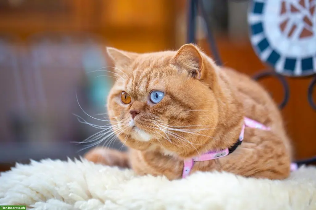 BKH Kater mit Stammbaum